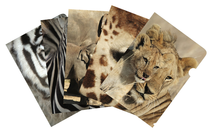 African Safari mixed pack of 5 document covers
