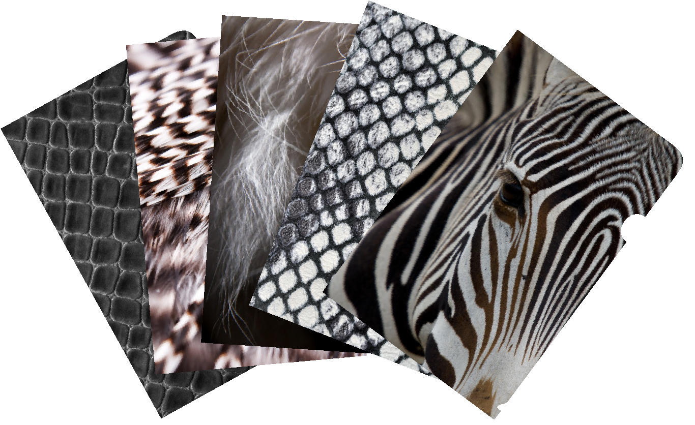 Skins N Things mixed pack of 5 document covers
