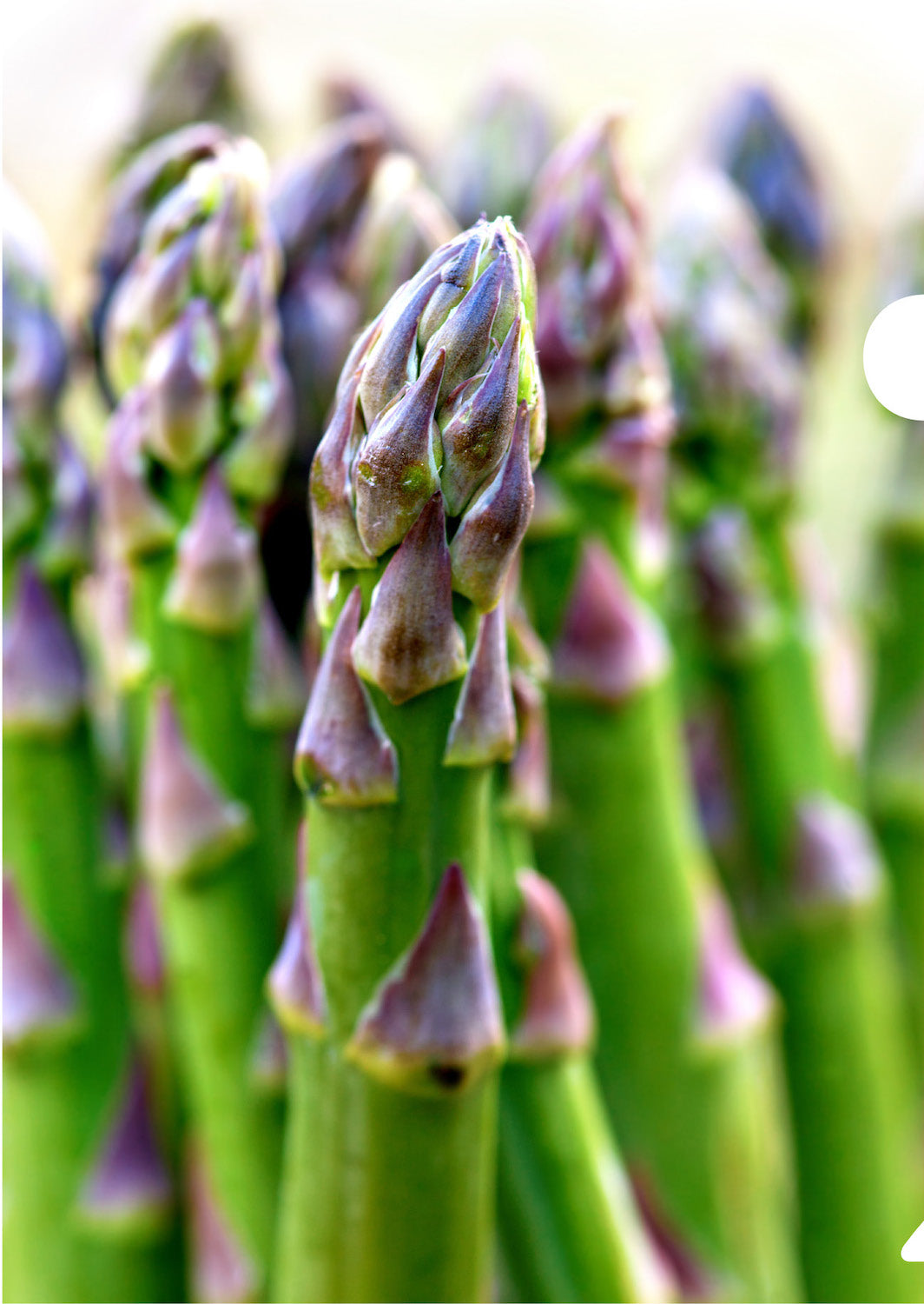 Asparagus Document Cover