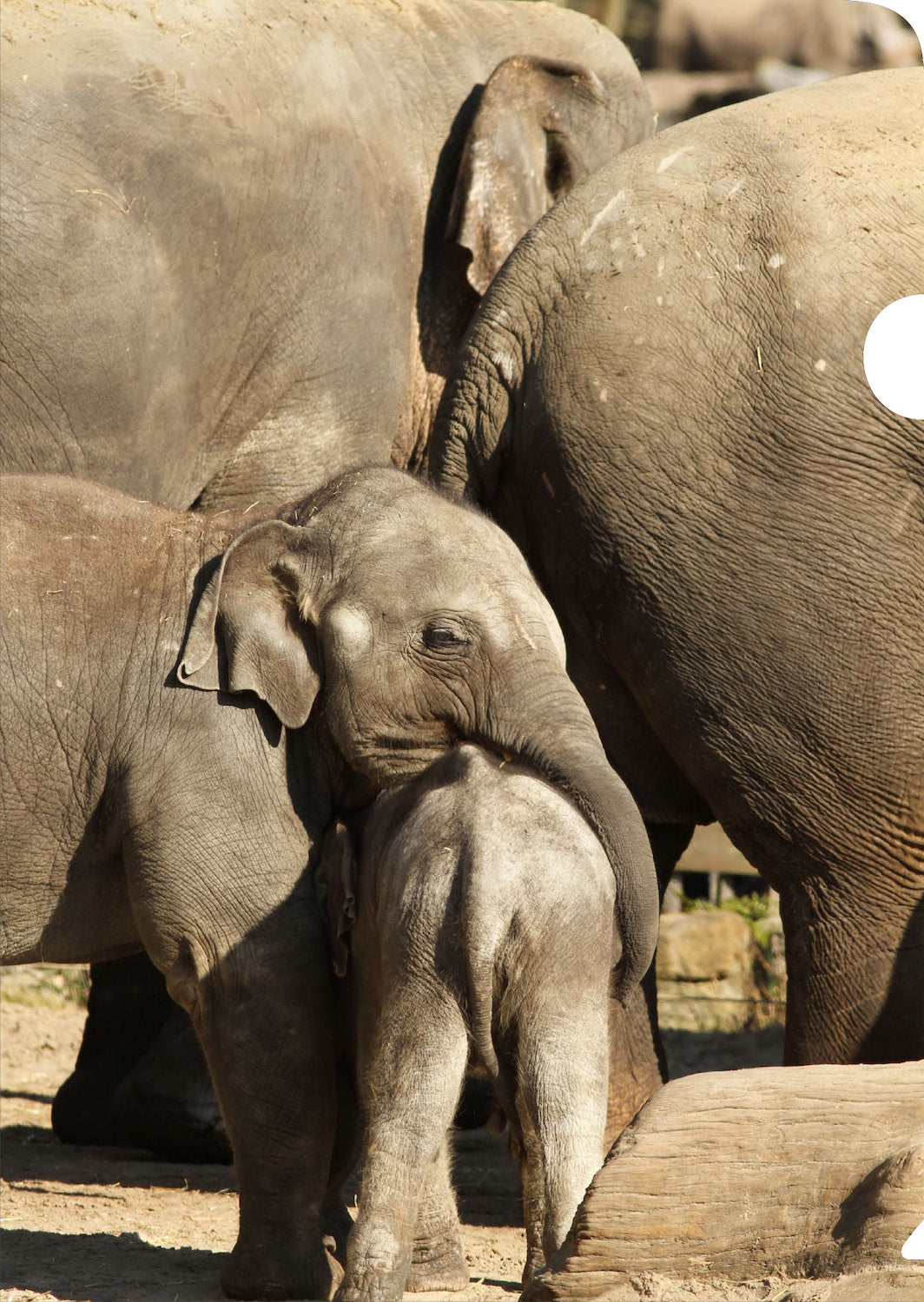 Elephants Document Cover