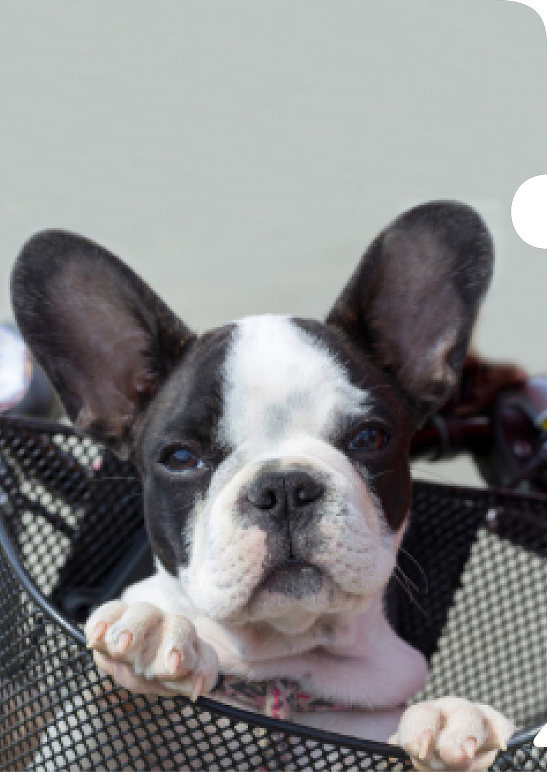 French Bulldog Document Cover