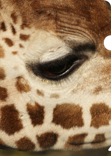 Giraffe Document Cover