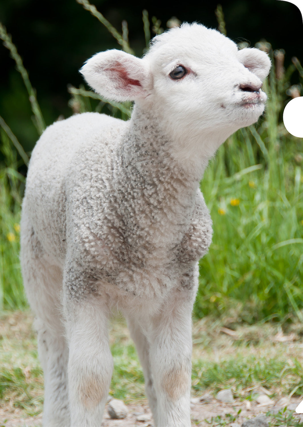 Lamb Document Cover