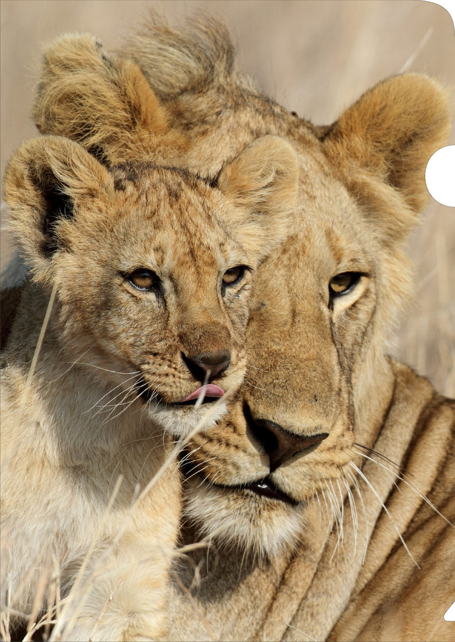 Lion & Cub Document Cover