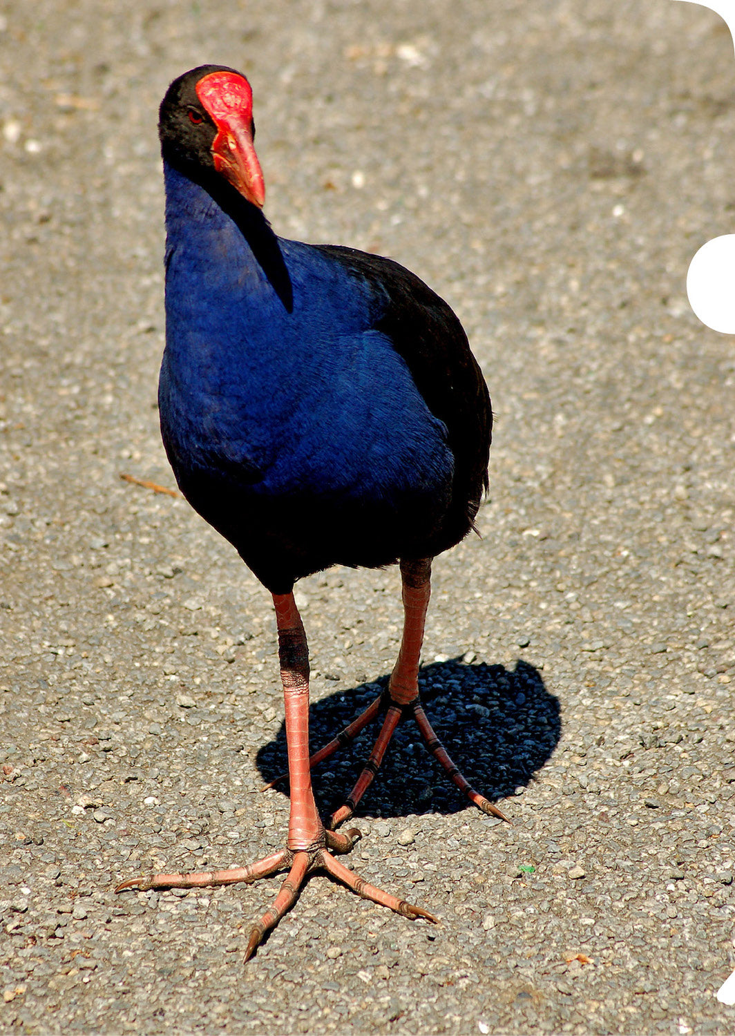 Pukeko Document Cover