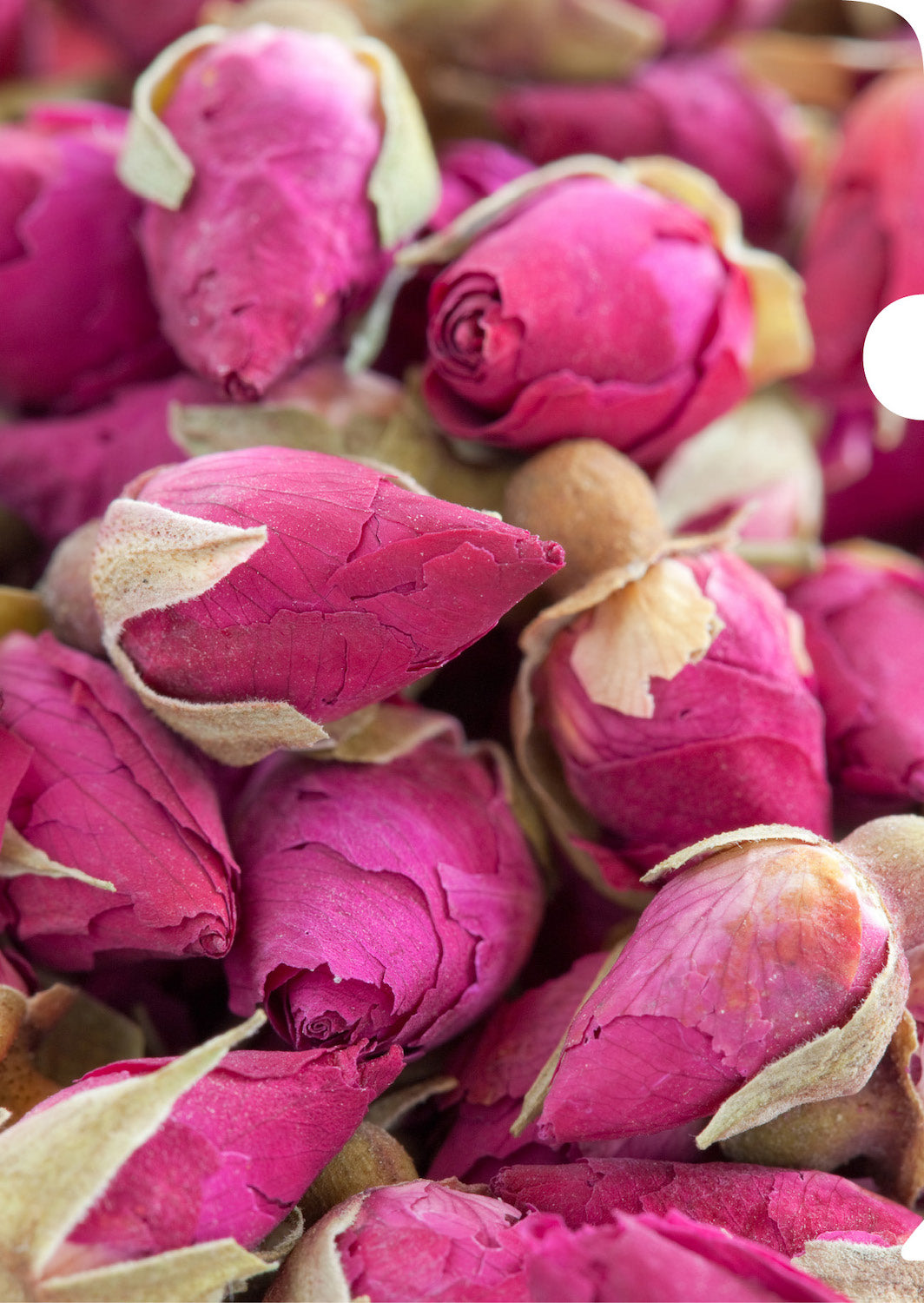 Roses Document Cover