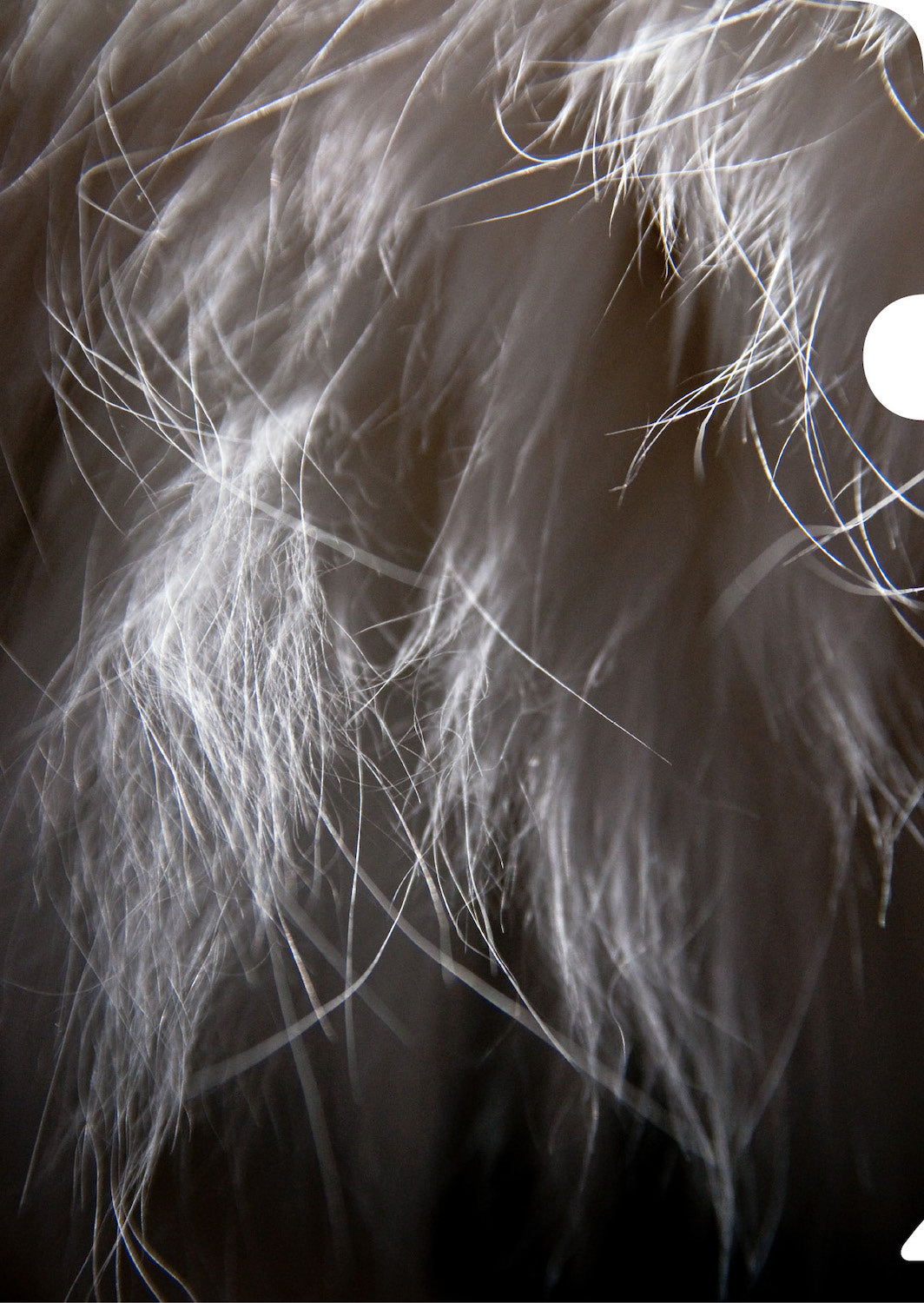 White Fur Document Cover