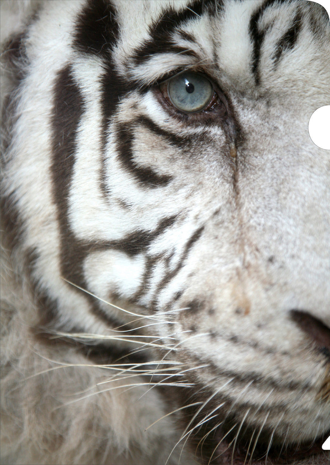 Tiger Document Cover