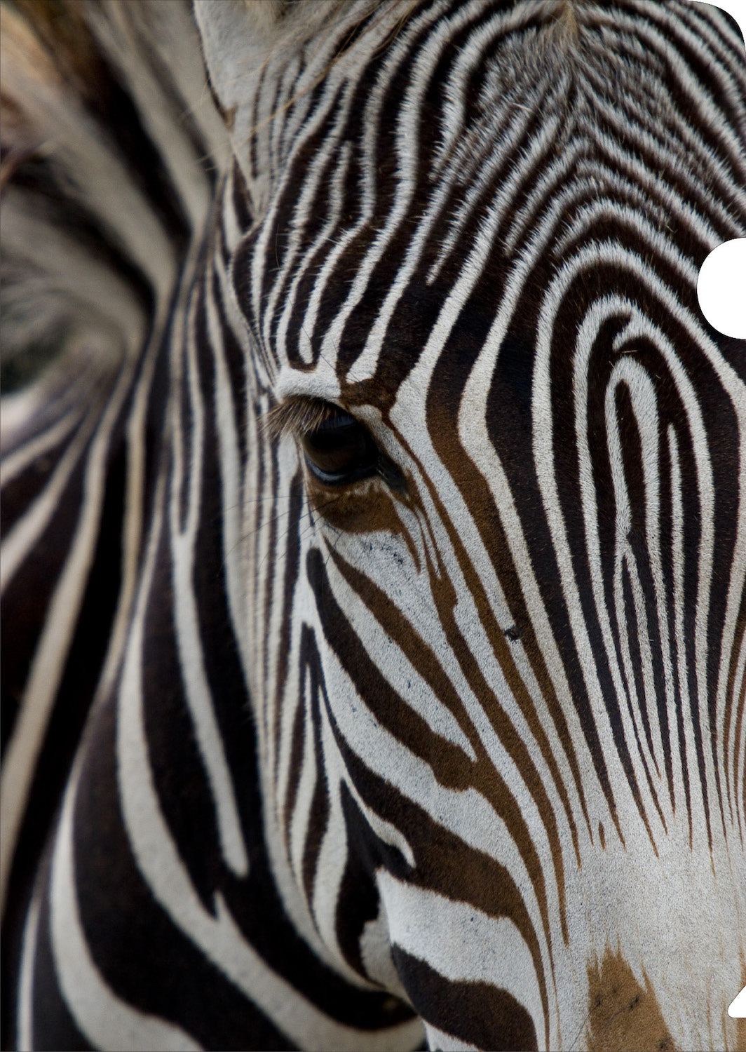 Zebra Document Cover