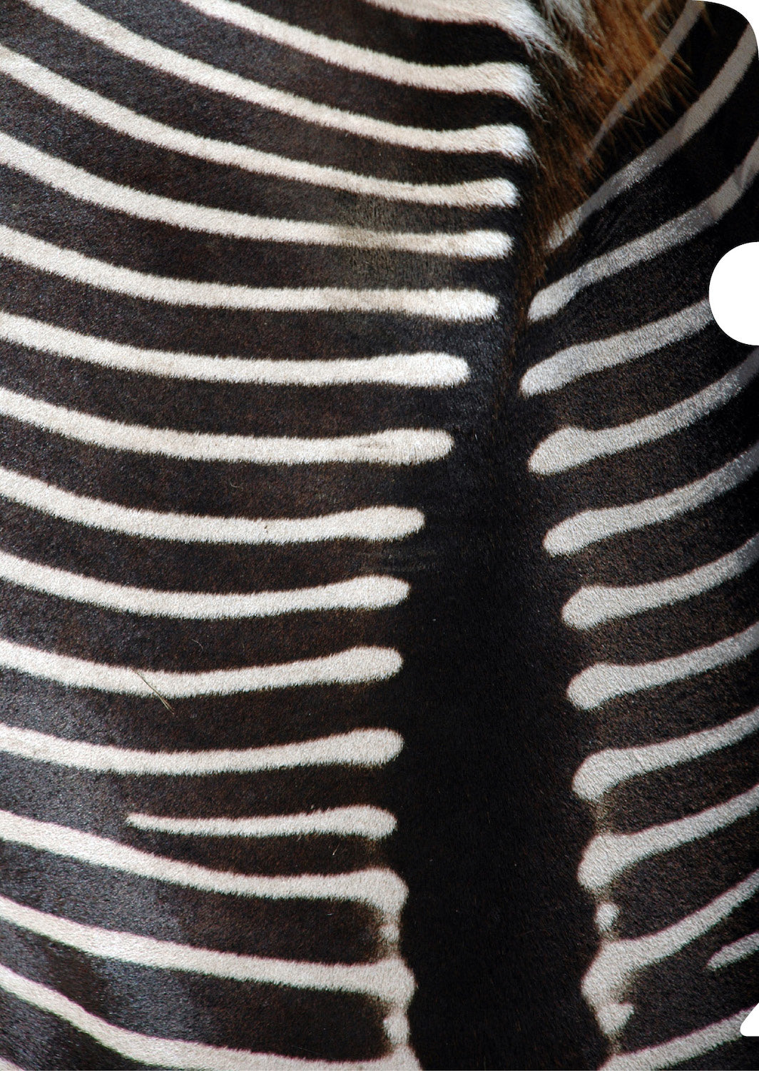 Zebra Hide Document Cover