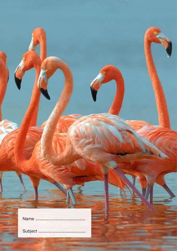 Flamingos School Book Cover