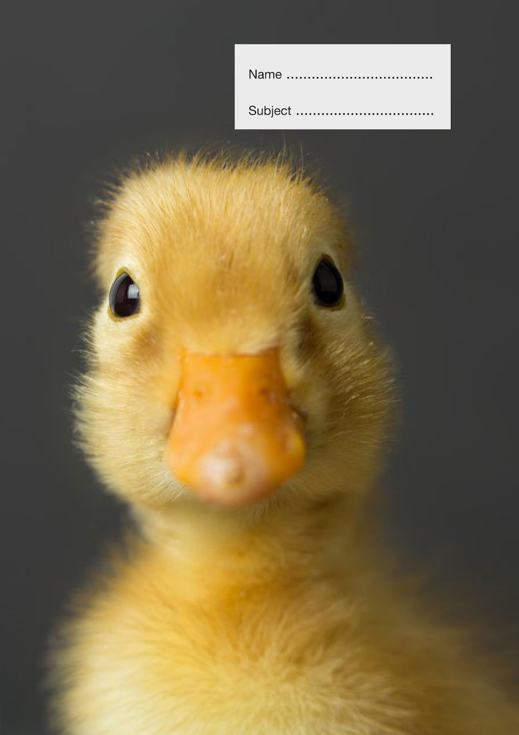 Lil Quacker School Book Cover