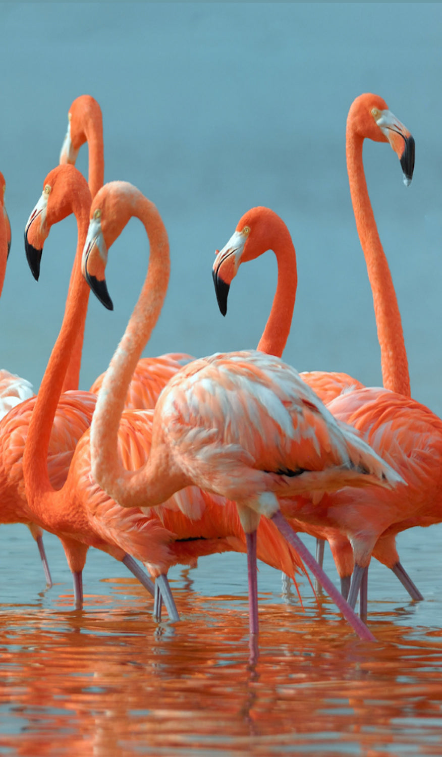 Flamingos School Book Cover