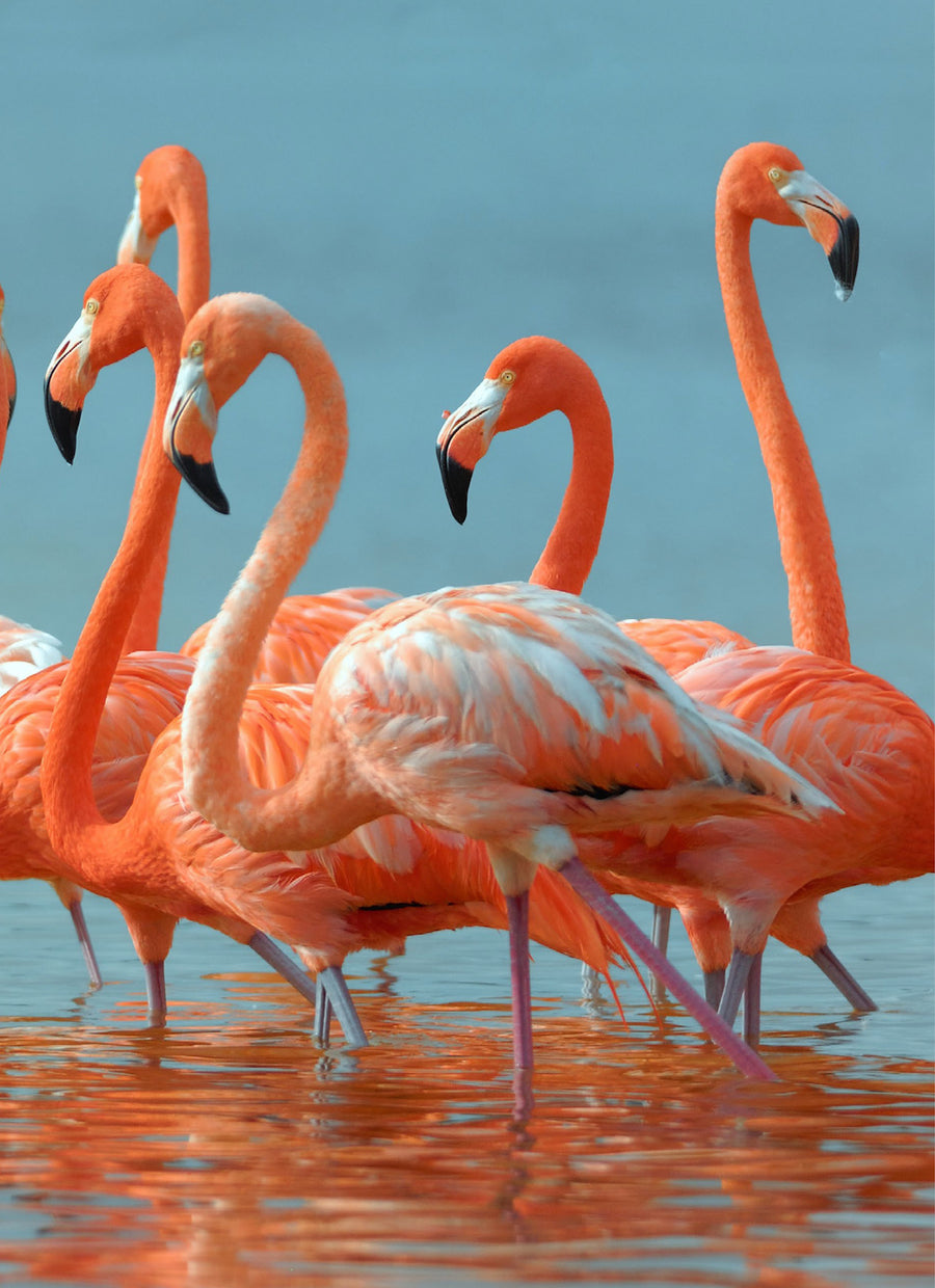 Flamingos Spiral Bound Cover