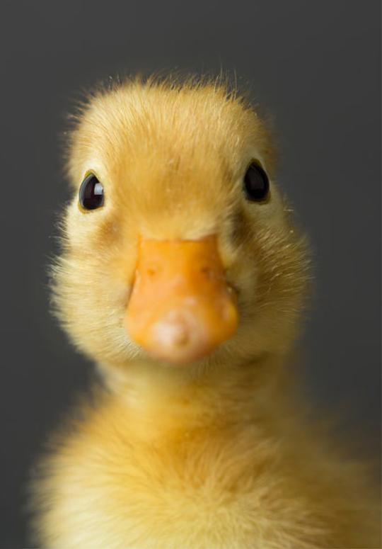 Lil Quacker School Book Cover